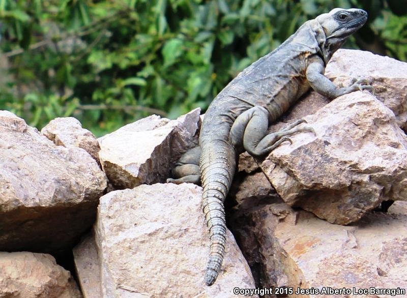 Mexican Spiny-tailed Iguana (Ctenosaura pectinata)