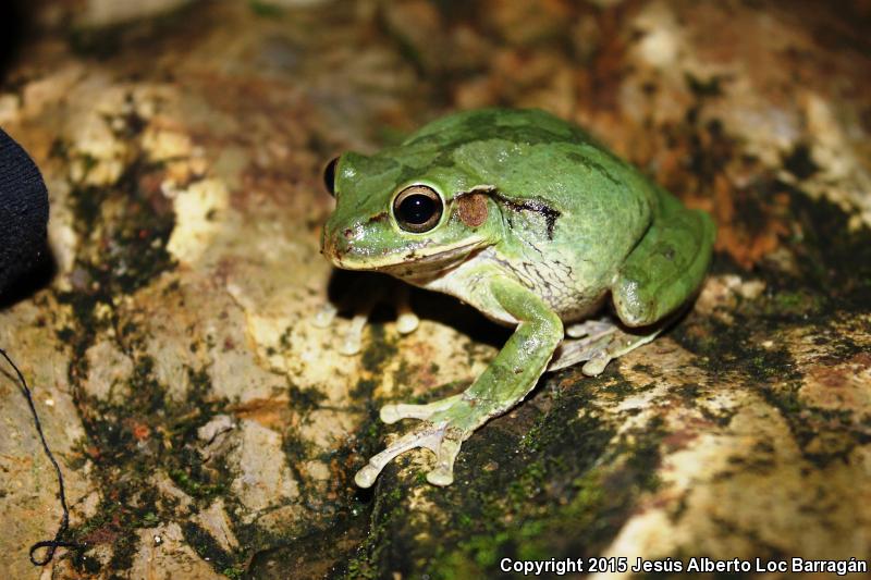 Mexican Treefrog (Smilisca baudinii)