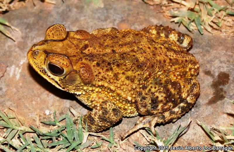 Sinaloa Toad (Ollotis mazatlanensis)