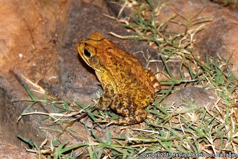 Sinaloa Toad (Ollotis mazatlanensis)