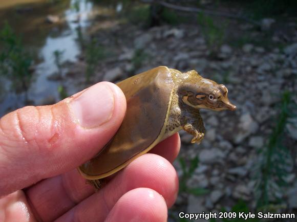 Pallid Spiny Softshell (Apalone spinifera pallida)