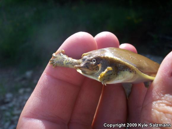 Pallid Spiny Softshell (Apalone spinifera pallida)