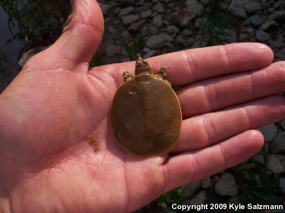 Pallid Spiny Softshell (Apalone spinifera pallida)