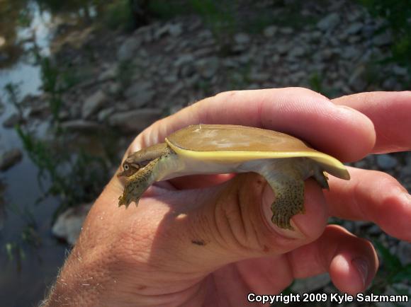 Pallid Spiny Softshell (Apalone spinifera pallida)