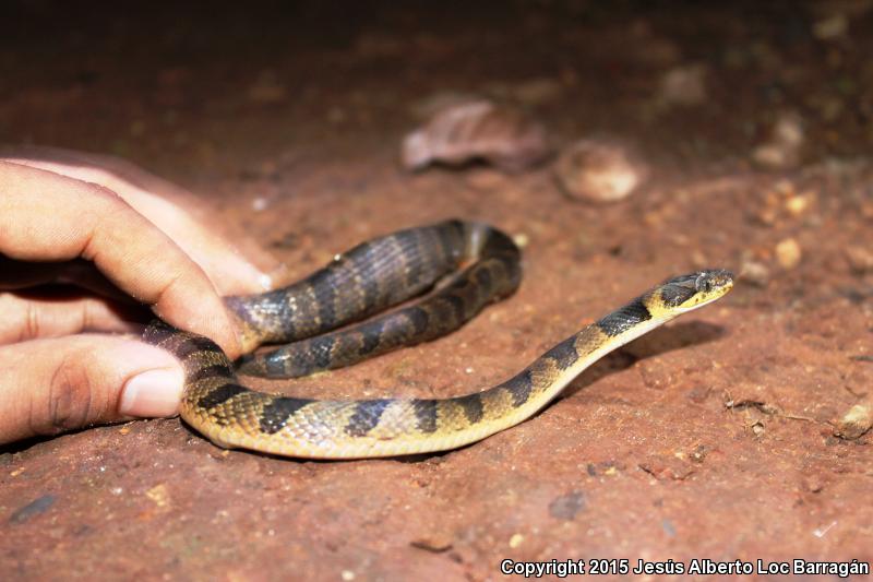 Southwestern Cat-eyed Snake (Leptodeira maculata)