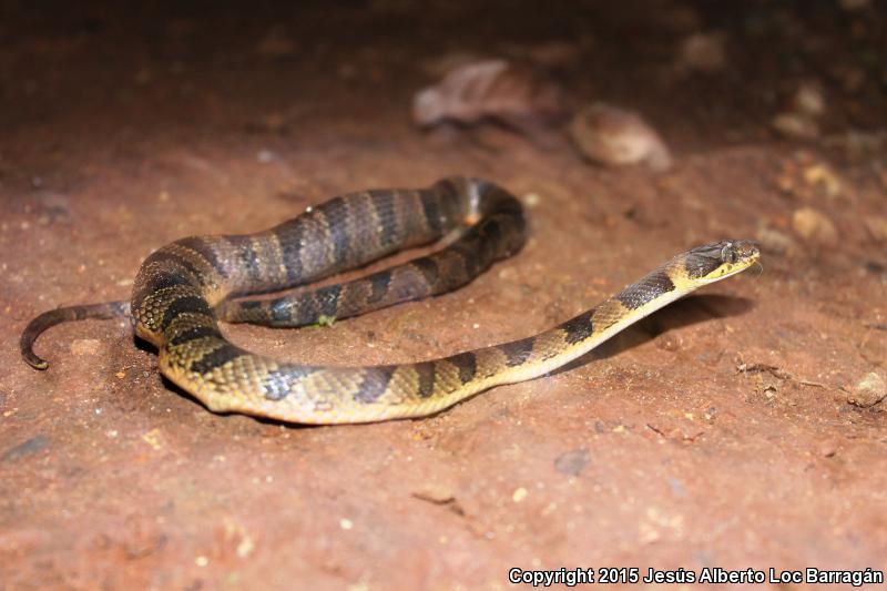 Southwestern Cat-eyed Snake (Leptodeira maculata)