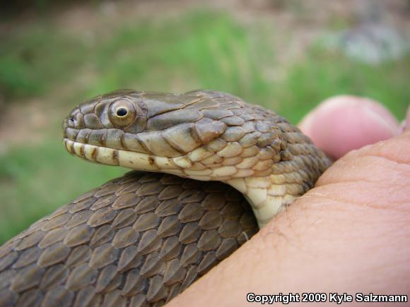 Brazos Watersnake (Nerodia harteri)