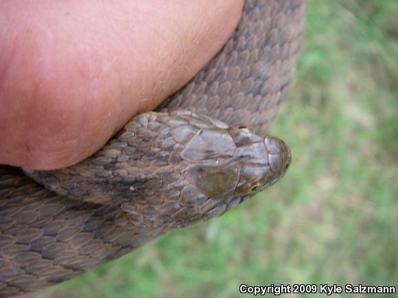 Brazos Watersnake (Nerodia harteri)