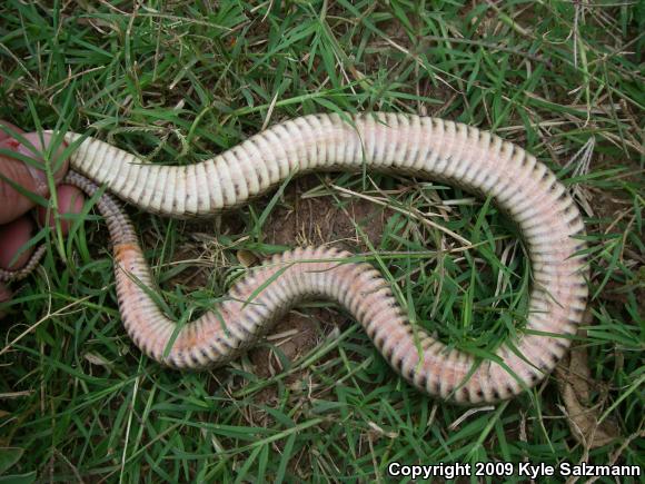 Brazos Watersnake (Nerodia harteri)