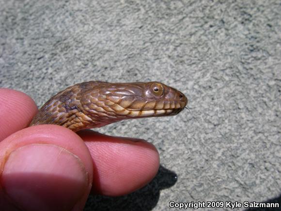 Brazos Watersnake (Nerodia harteri)