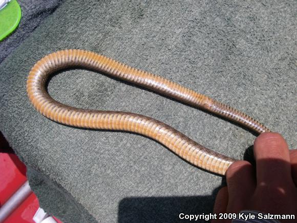 Brazos Watersnake (Nerodia harteri)