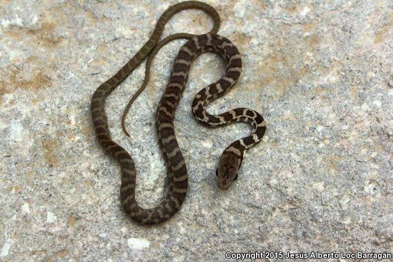 Common Lizard Eater (Mastigodryas melanolomus)