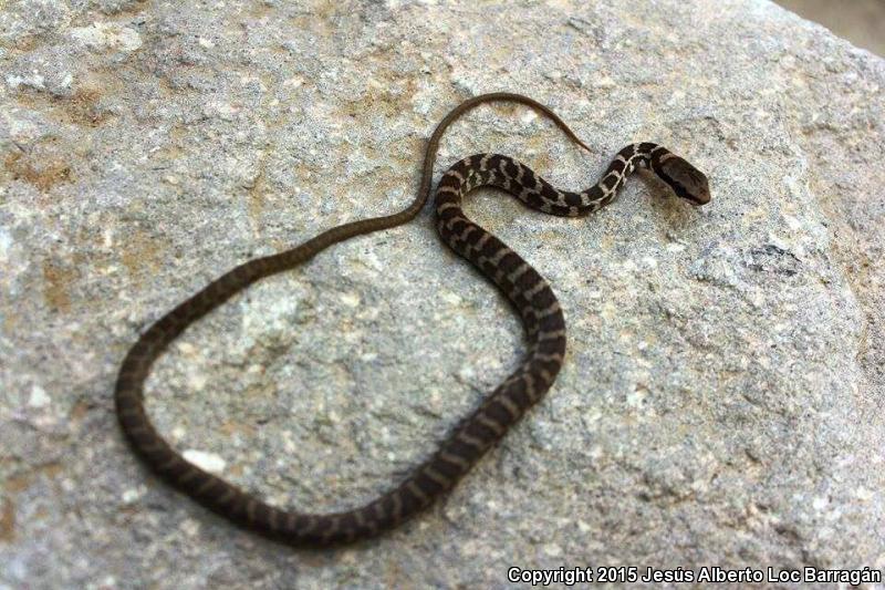 Common Lizard Eater (Mastigodryas melanolomus)