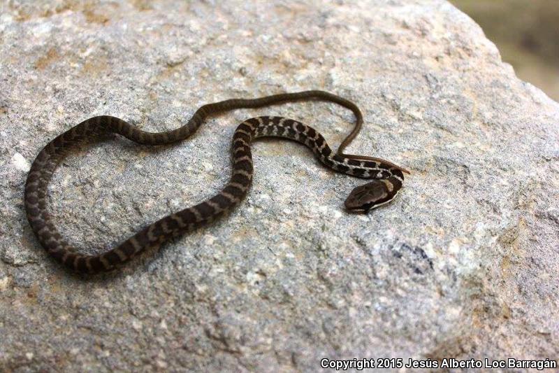 Common Lizard Eater (Mastigodryas melanolomus)