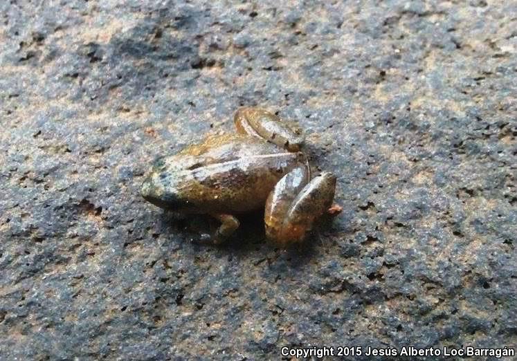 Pigmy Robber Frog (Craugastor pygmaeus)