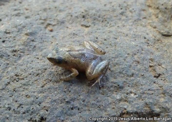 Pigmy Robber Frog (Craugastor pygmaeus)