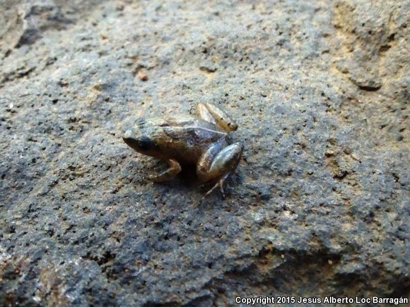 Pigmy Robber Frog (Craugastor pygmaeus)