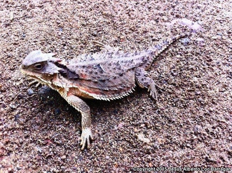 Mountain Horned Lizard (Phrynosoma orbiculare)