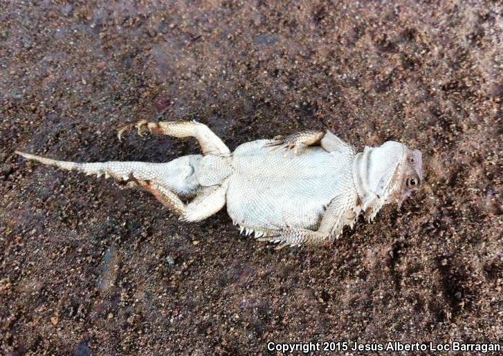 Mountain Horned Lizard (Phrynosoma orbiculare)