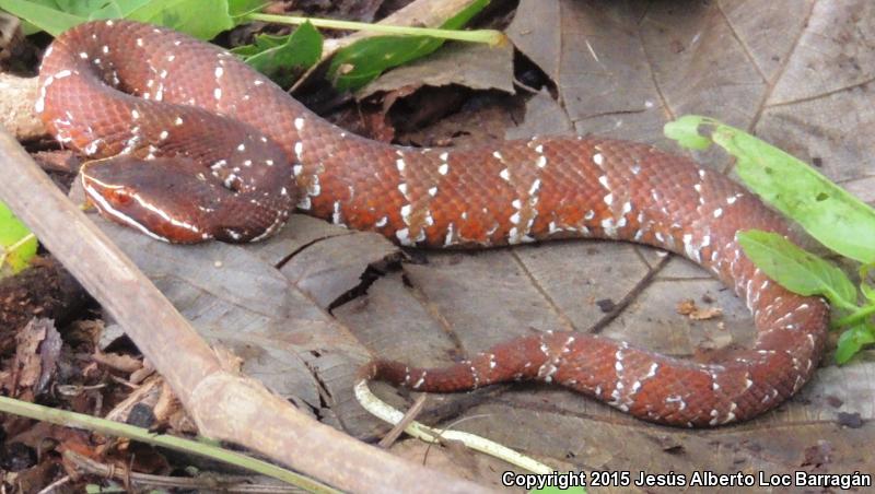 Cantil (Agkistrodon bilineatus)