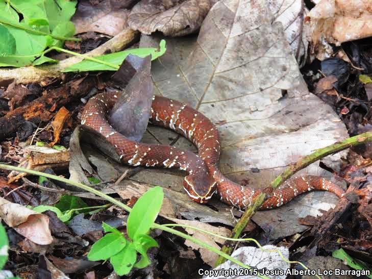 Cantil (Agkistrodon bilineatus)