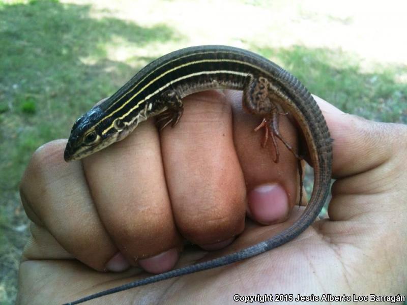 Western México Whiptail (Aspidoscelis costata)