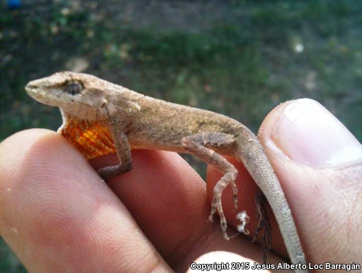 Clouded Anole (Anolis nebulosus)