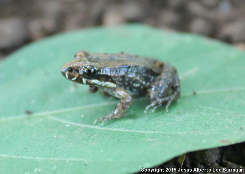 Sabinal Frog (Leptodactylus melanonotus)