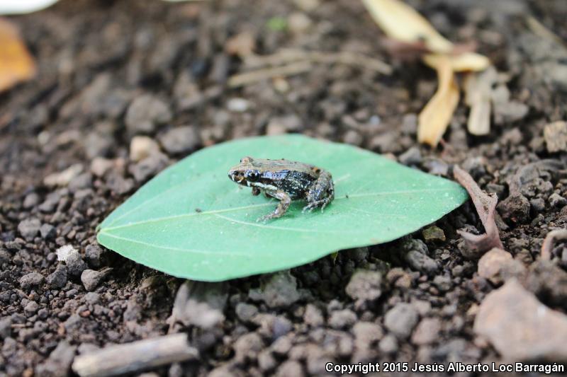 Sabinal Frog (Leptodactylus melanonotus)