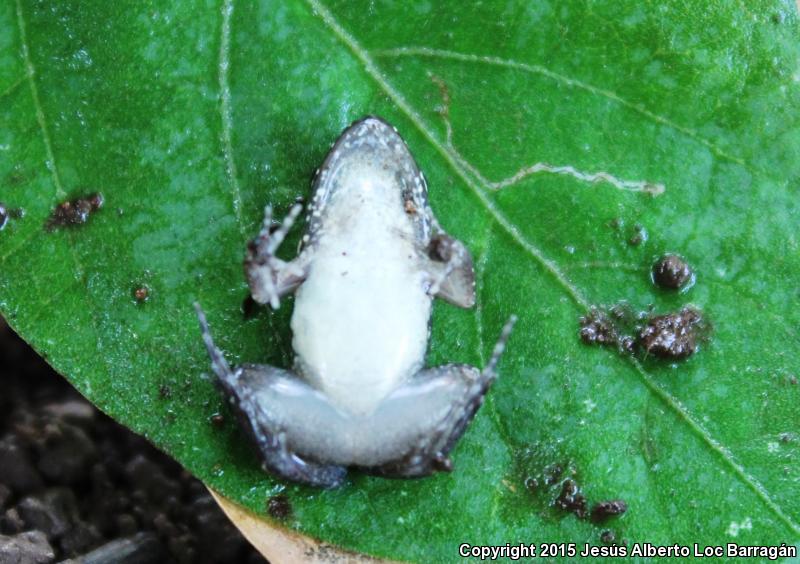 Sabinal Frog (Leptodactylus melanonotus)