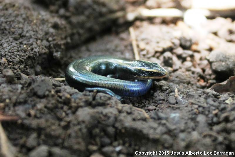 Southern Pygmy Skink (Plestiodon parvulus)