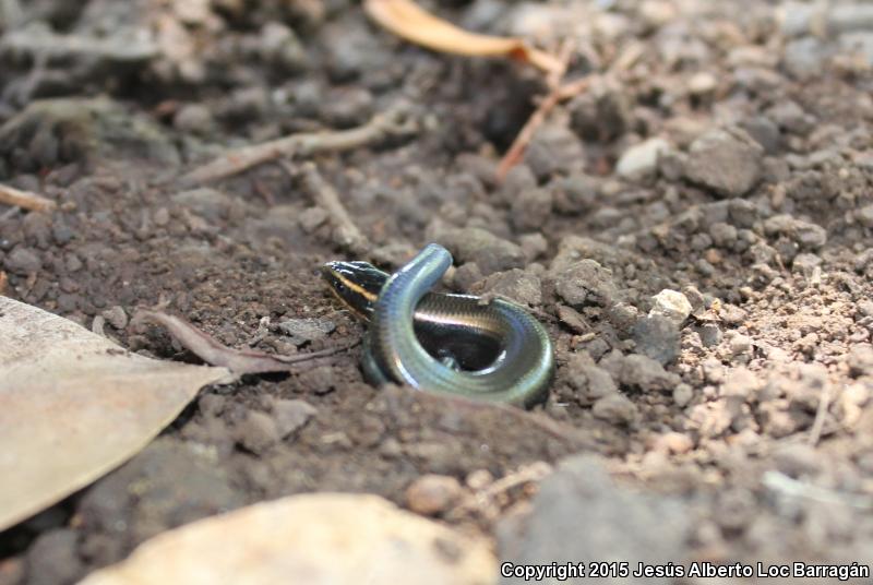 Southern Pygmy Skink (Plestiodon parvulus)