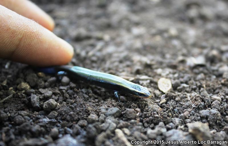 Southern Pygmy Skink (Plestiodon parvulus)