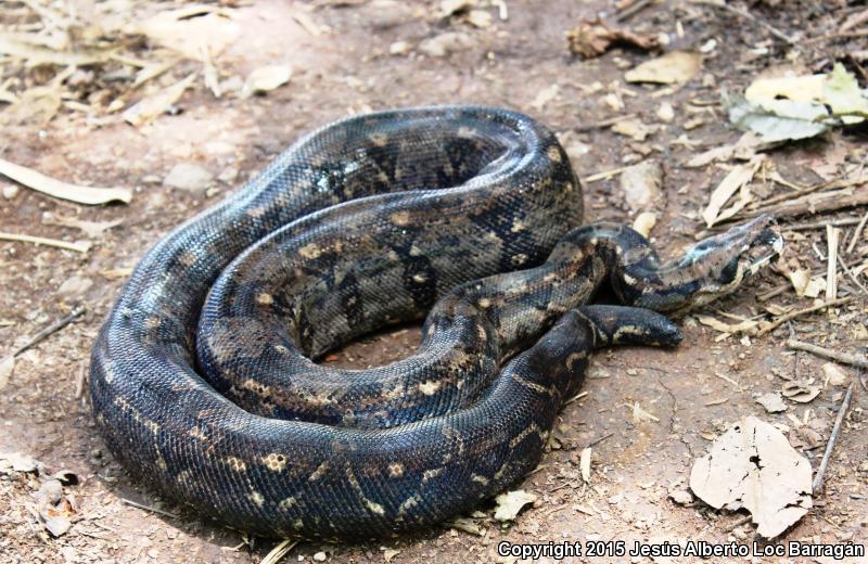 Mexican Boa Constrictor (Boa constrictor imperator)