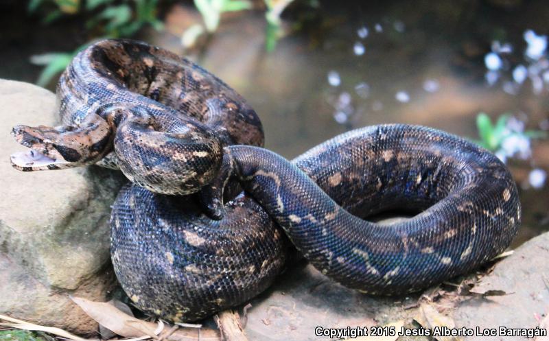 Mexican Boa Constrictor (Boa constrictor imperator)