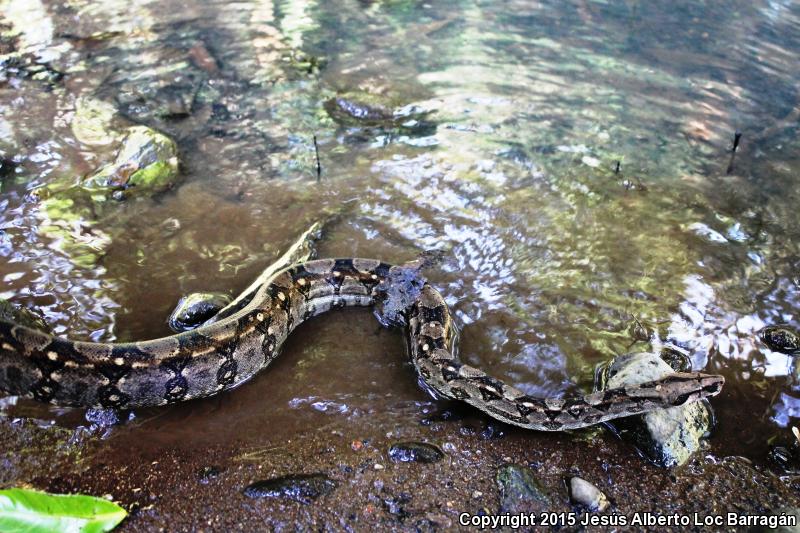 Mexican Boa Constrictor (Boa constrictor imperator)