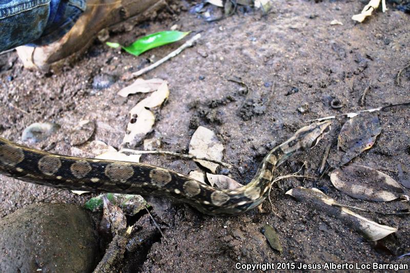 Mexican Boa Constrictor (Boa constrictor imperator)