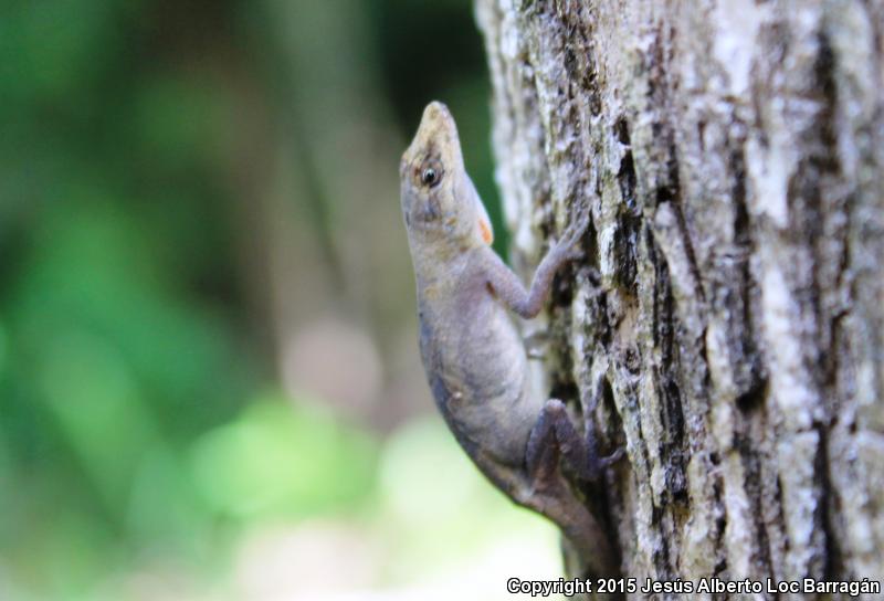 Clouded Anole (Anolis nebulosus)