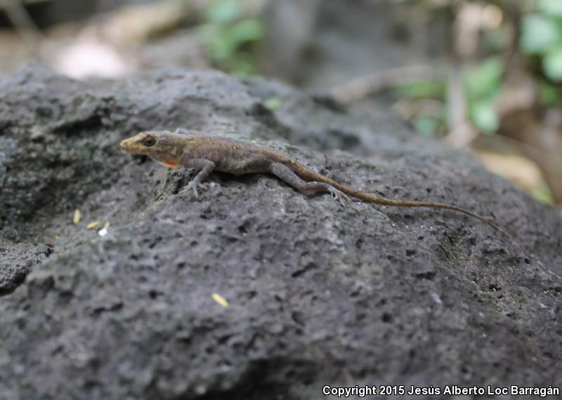 Clouded Anole (Anolis nebulosus)