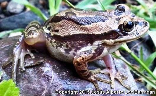 Lowland Burrowing Treefrog (Smilisca fodiens)