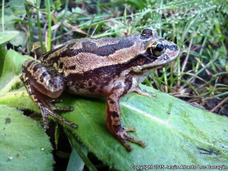 Lowland Burrowing Treefrog (Smilisca fodiens)