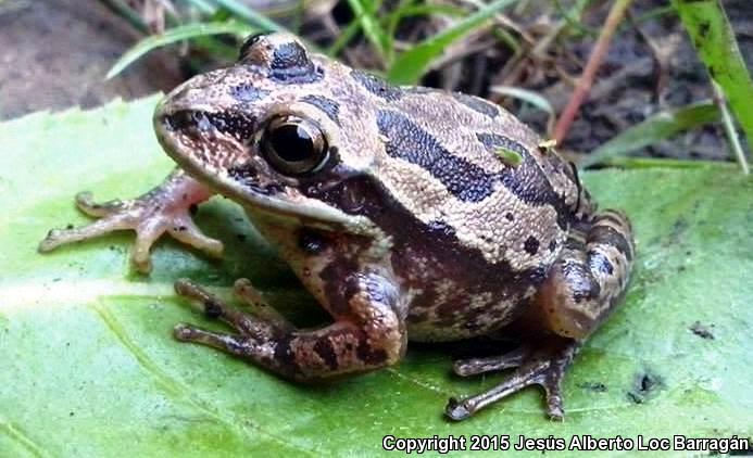 Lowland Burrowing Treefrog (Smilisca fodiens)