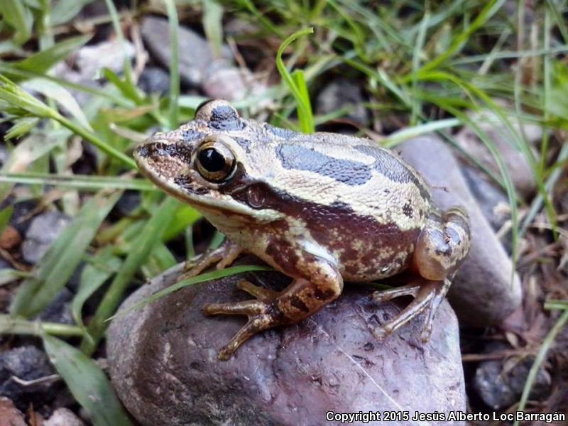 Lowland Burrowing Treefrog (Smilisca fodiens)