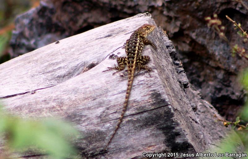 Rough Lizard (Sceloporus horridus)