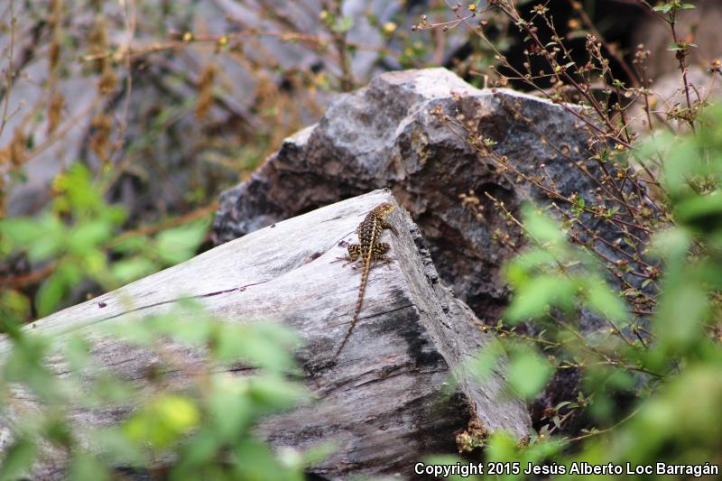 Rough Lizard (Sceloporus horridus)