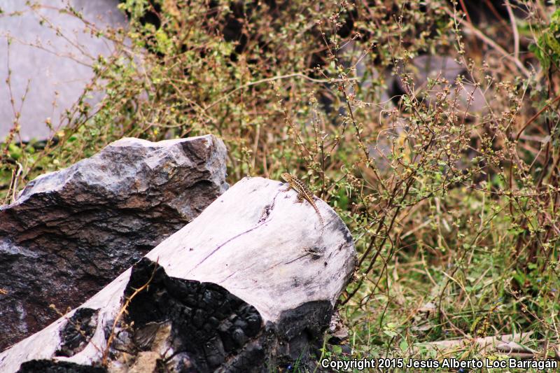 Rough Lizard (Sceloporus horridus)