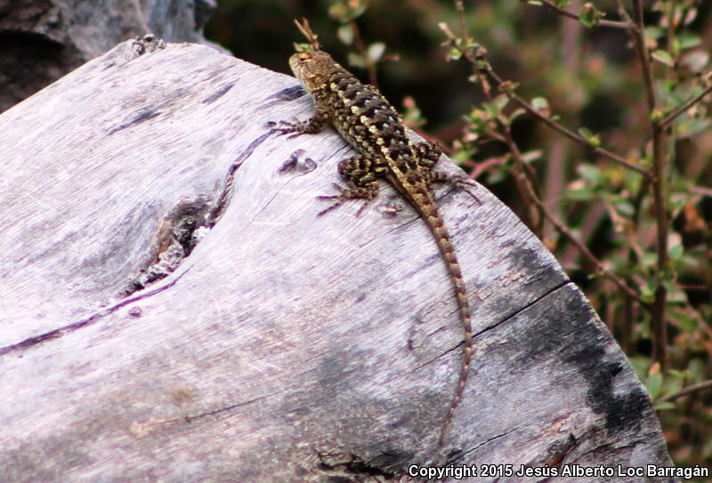 Rough Lizard (Sceloporus horridus)