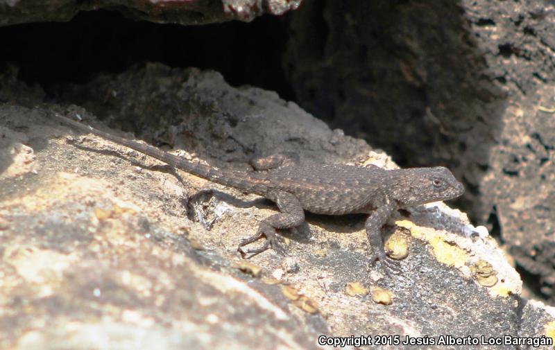 Nelson's Spiny Lizard (Sceloporus nelsoni)