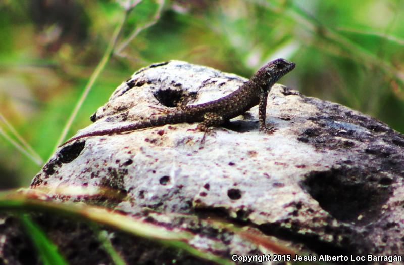 Nelson's Spiny Lizard (Sceloporus nelsoni)