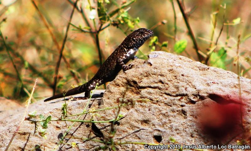 Nelson's Spiny Lizard (Sceloporus nelsoni)